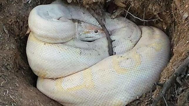 Capturan en Ibiza a una serpiente pitón albina de dos metros
