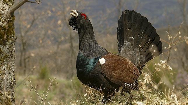2013: Un buen año para el urogallo