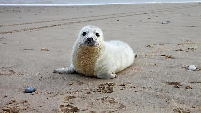El temporal que azota la costa este de Inglaterra deja un centenar de focas huérfanas