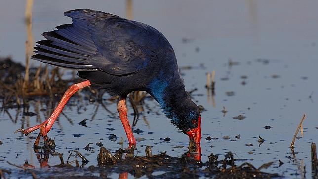 López Mirones, guionista de «Guadalquivir»: «Ya está bien de leones y cocodrilos, en España también hay vida salvaje»