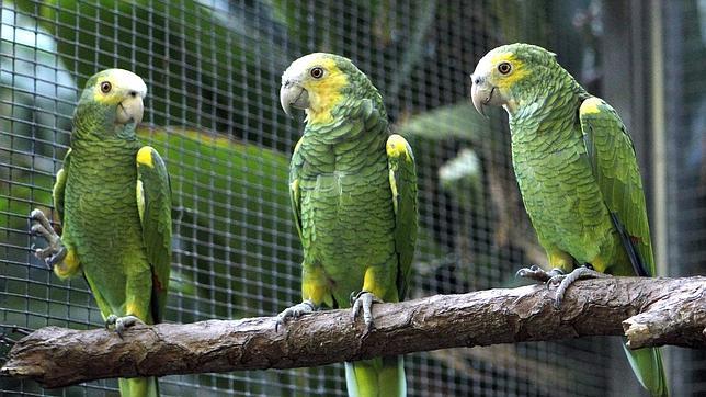 El loro orejiamarillo de Colombia se recupera gracias, entre otros, al Vaticano