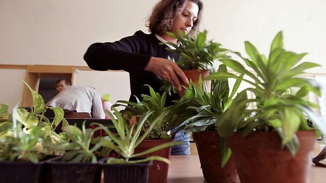 Las ondas de la conexión WiFi pueden matar a las plantas