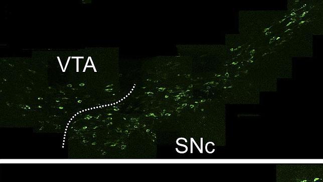 Descubren el secreto de la adicción a la nicotina