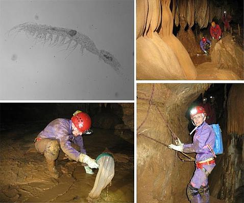 Descubren una nueva especie de «gamba» en una cueva de Vizcaya