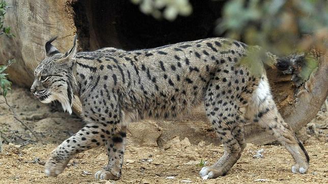 No se detecta el virus de leucemia felina entre la población de lince en Andalucía