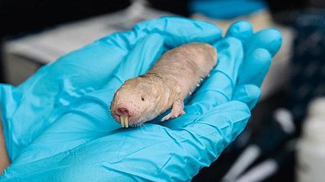 La rata topo desnuda, resistente al cáncer, elegida animal de 2013
