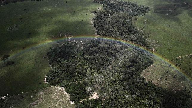 Los parásitos y los patógenos explican la mayor diversidad biológica de los bosques tropicales