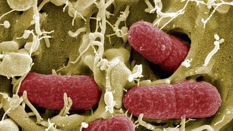 Diez hallazgos de 2013 para mejorar nuestra salud cardiovascular