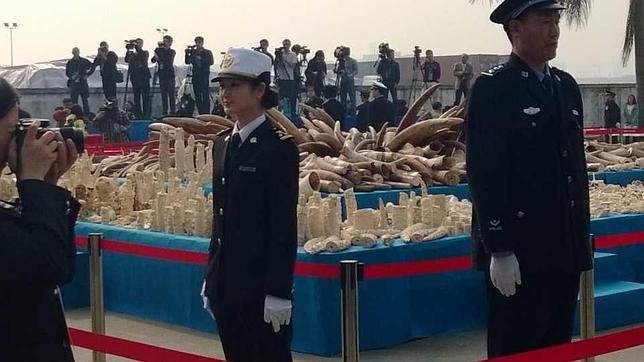 China destruye 6,15 toneladas de marfil ilegal de elefante africano