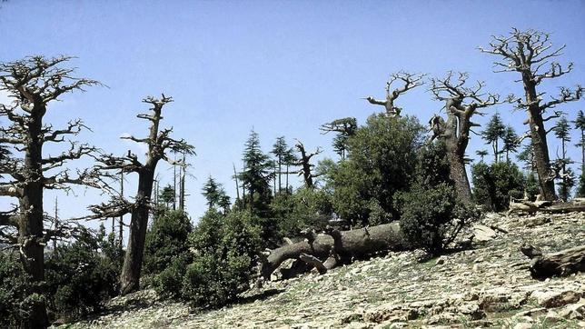Europa sufrirá cada vez sequías más severas y persistentes durante este siglo