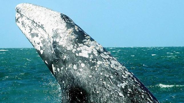 Reducen la cuota de caza de ballenas grises para los aborígenes rusos