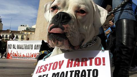 Más de 2.000 euros para quien denuncie el maltrato animal