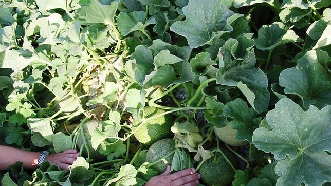 Murcia, a la cabeza de la exportación de melón a la Unión Europea