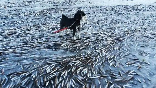 Miles de peces mueren congelados casi de inmediato en la isla noruega de Lovund
