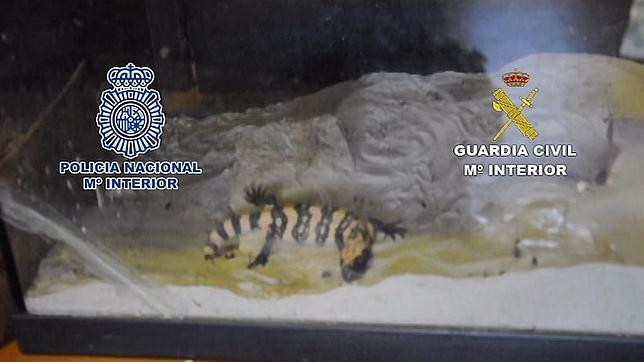 Policía Nacional y Guardia Civil recuperan 127 reptiles destinados a su venta ilegal