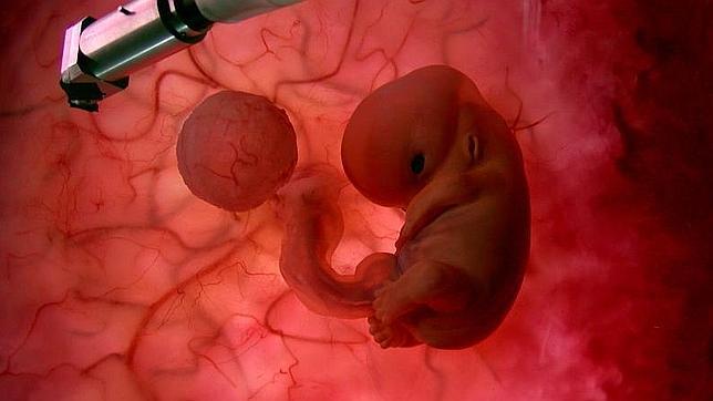 Realizado con éxito un trasplante de útero en nueve mujeres que permitirá su maternidad