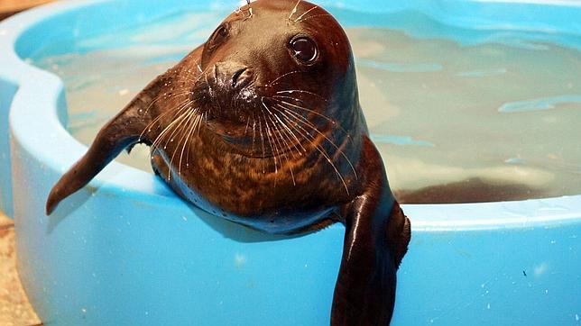 El temporal incrementa la llegada de lobos de mar a las costas de Galicia