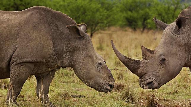 Nuevo récord: más de mil rinocerontes abatidos en Sudáfrica en 2013