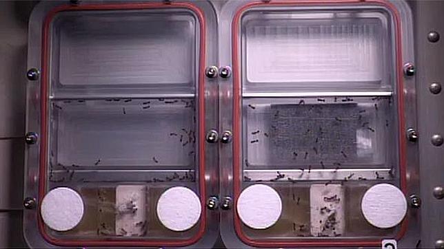 Cientos de hormigas invaden la estación espacial