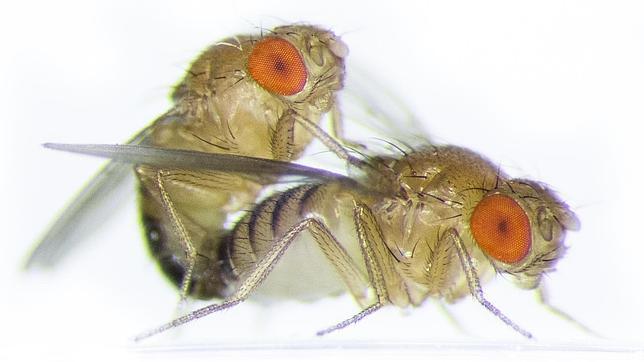 Los que tienen hermanos son amantes más dulces