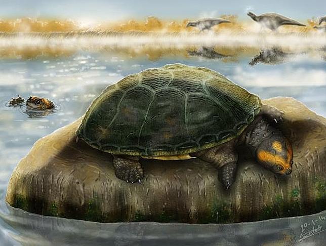 La tortuga de hace 125 millones de años que tomaba el sol en Castellón