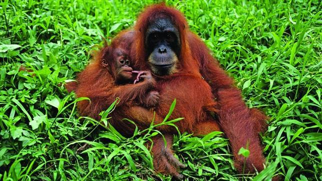 Orangutanes en Borneo