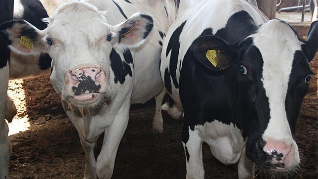 Las flatulencias de noventa vacas provocan un incendio en una granja de Alemania