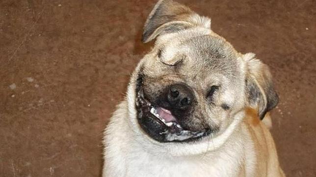 El perro ciego que ayuda a niños y mujeres víctimas de la violencia