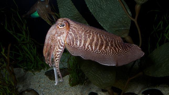 Soldados que se camuflan como sepias