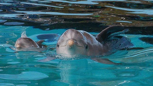 Piden al COI que no permita un espectáculo con cetáceos en la inauguración de los Juegos de Invierno