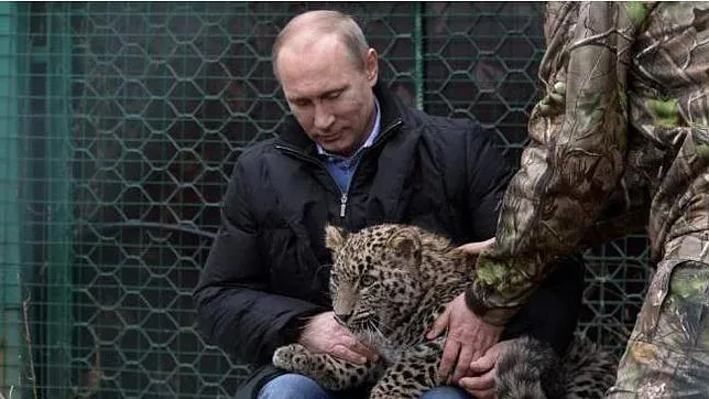 Putin calma a un cachorro de leopardo que atacó a unos periodistas