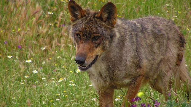 Cinco ONGs piden que se revise el Plan de conservación y gestión del lobo en Castilla y León