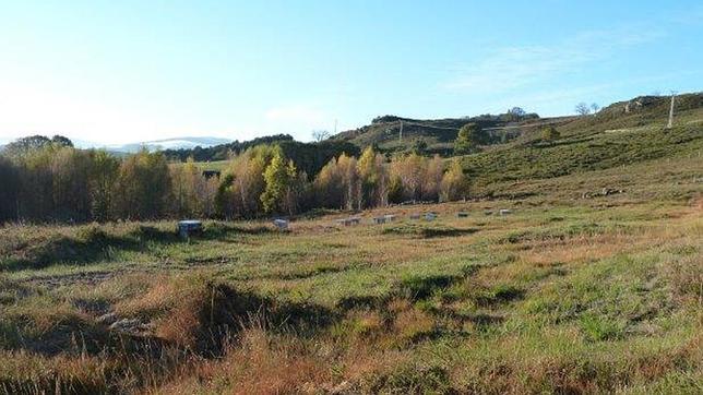 Volkswagen «planta» su quinto bosque