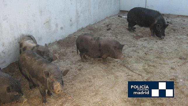 Capturan a doce cerdos vietnamitas junto al Manzanares