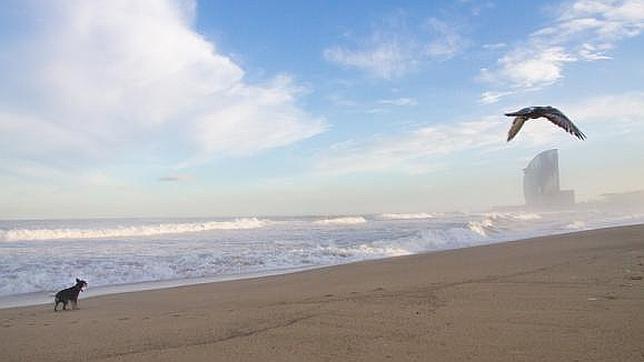 Las playas de Barcelona fuera de temporada son ina buena opción perruna