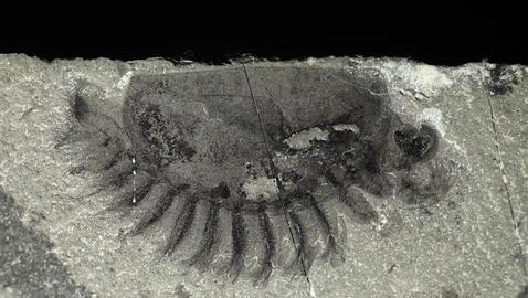 Desentierran en Canadá uno de los mayores «tesoros» fósiles del mundo