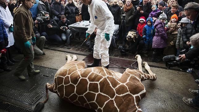 Otra jirafa llamada Marius en la picota de un zoo de Dinamarca