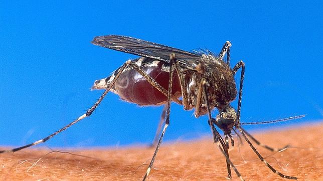 Los nazis planearon atacar con mosquitos con malaria en la II Guerra Mundial