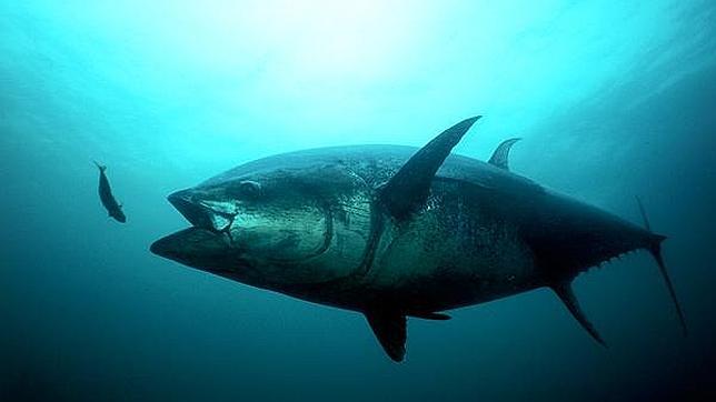 Atunes con problemas coronarios a causa del vertido de crudo de BP
