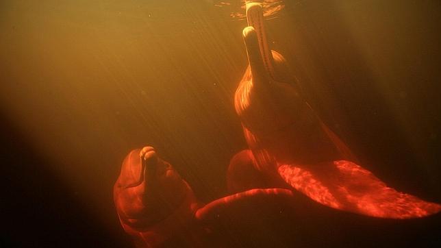 Exterminio de delfines rosados en los ríos amazónicos para capturar peces necrófagos