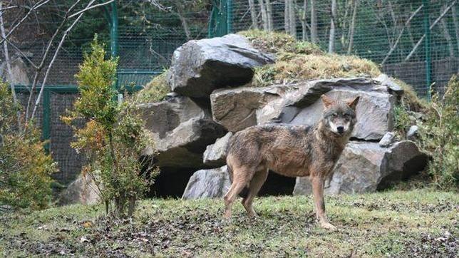 El Borril: piden paralizar el minizoo ante la sorpresa de la Diputación