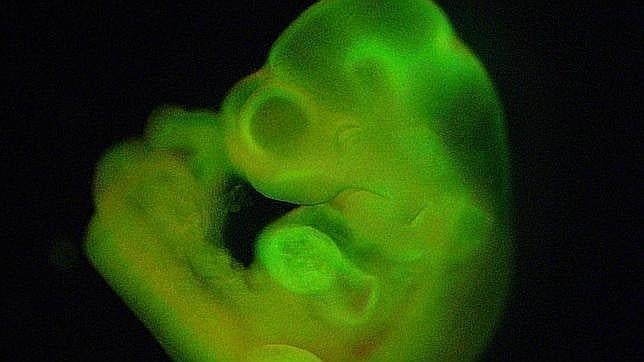 La duda cae sobre el último avance en células madre