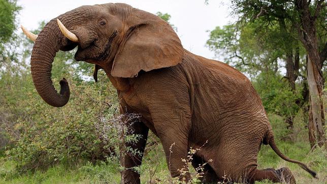 Joven elefante africano en el Parque Nacional Kruger de Sudáfrica