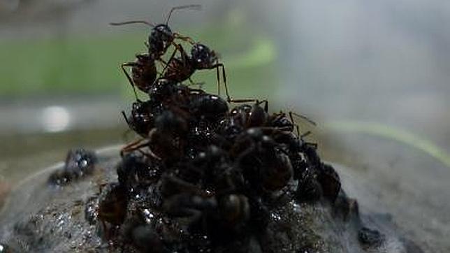 Las hormigas construyen balsas para huir de las riadas y salvar a la reina