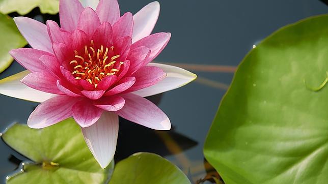 Cinco inventos inspirados en la naturaleza