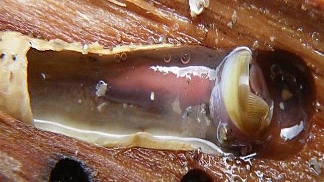 Este gusano marino es capaz de horadar la madera de los barcos sin ser aplastado por ella