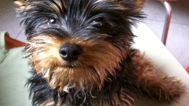 Multado por arrojar un perro a un árbitro en un partido de fútbol en Almería