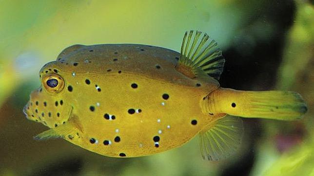 A pesar de su forma cúbica, este pez de los arrecifes en un excelente nadador