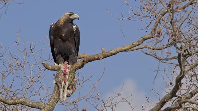 Vuelve la vida en directo al Parque Nacional de Cabañeros