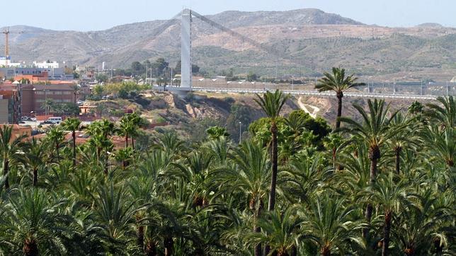 El palmeral de Elche aumenta un 20% el número de sus ejemplares desde 1999